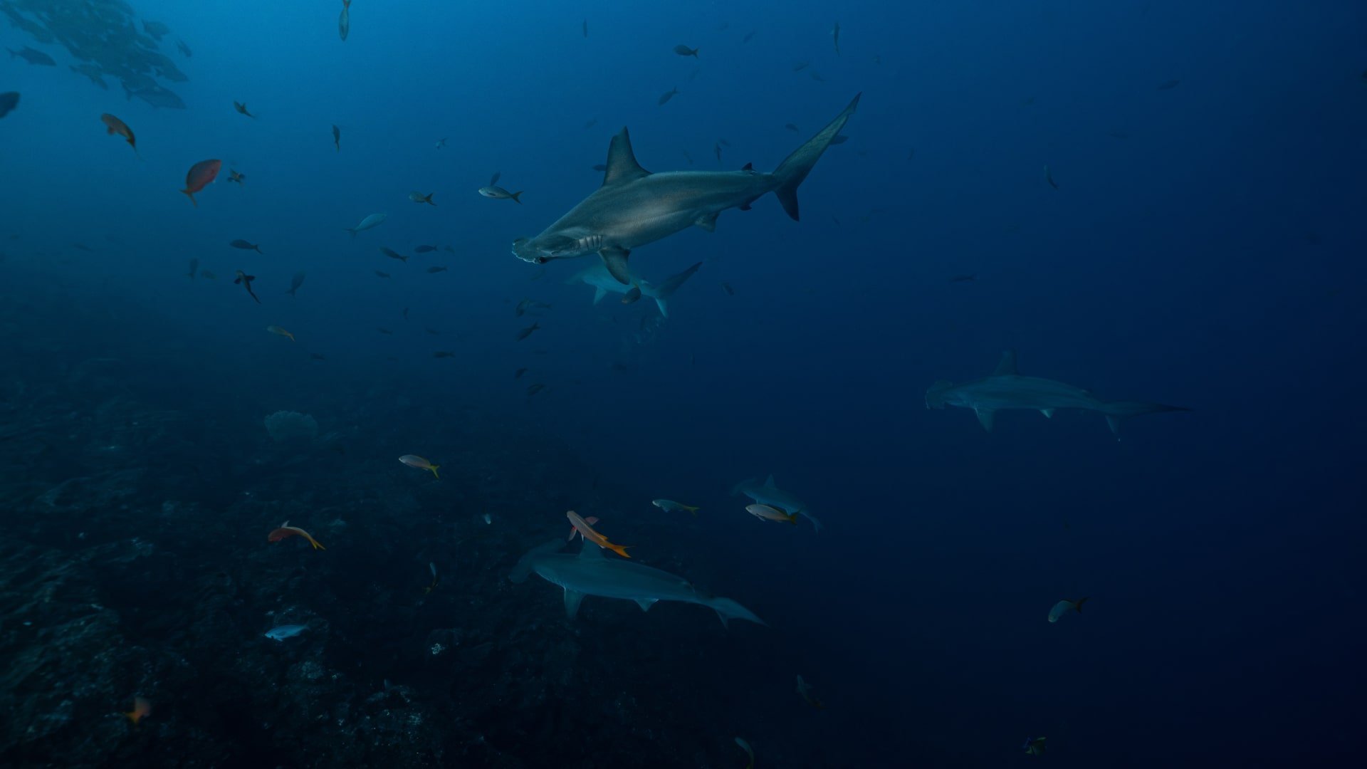 hammerhead sharks, reef wall, gili islands