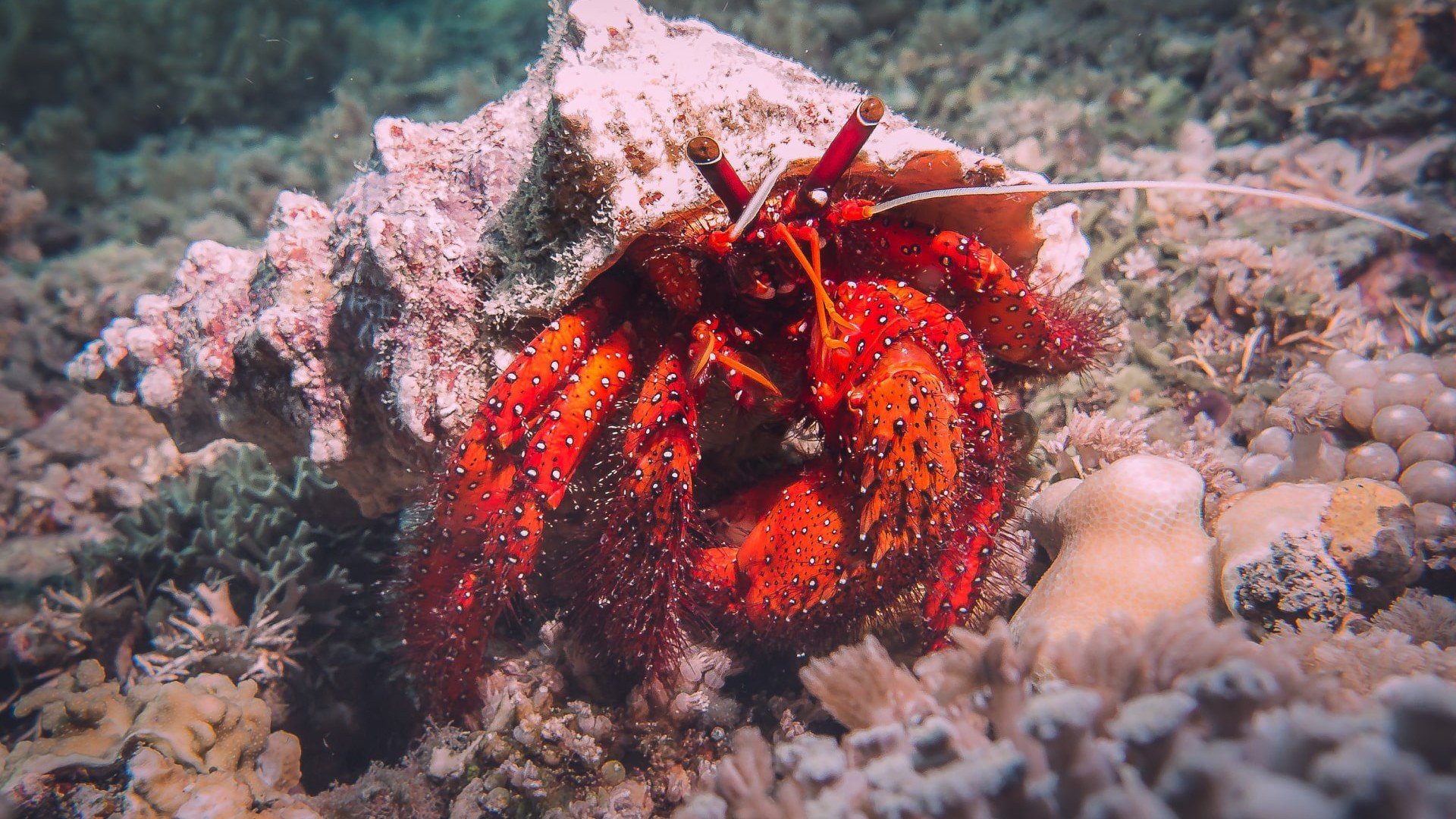 hermit crab diving gili trawangan