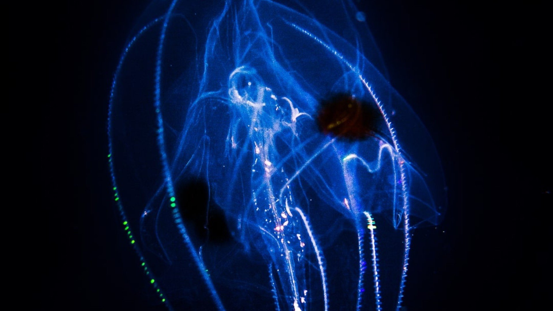 jellyfish glowing, night dive gili islands