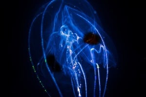 jellyfish glowing, night dive gili islands
