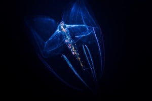 jellyfish on night dive, gili islands