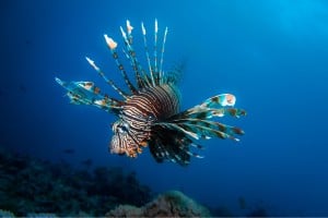 lionfish diving gili islands