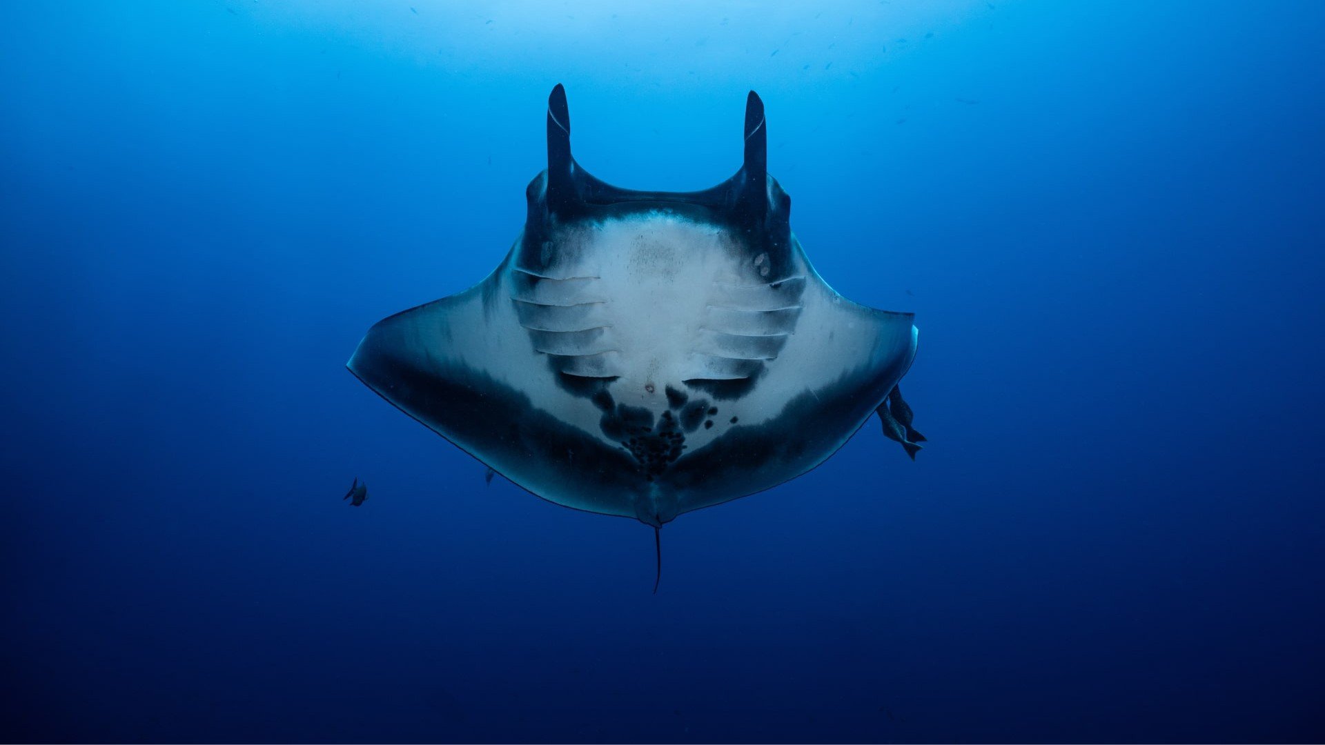 manta ray from below diving gili t