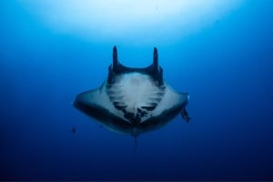 manta ray from below diving gili t