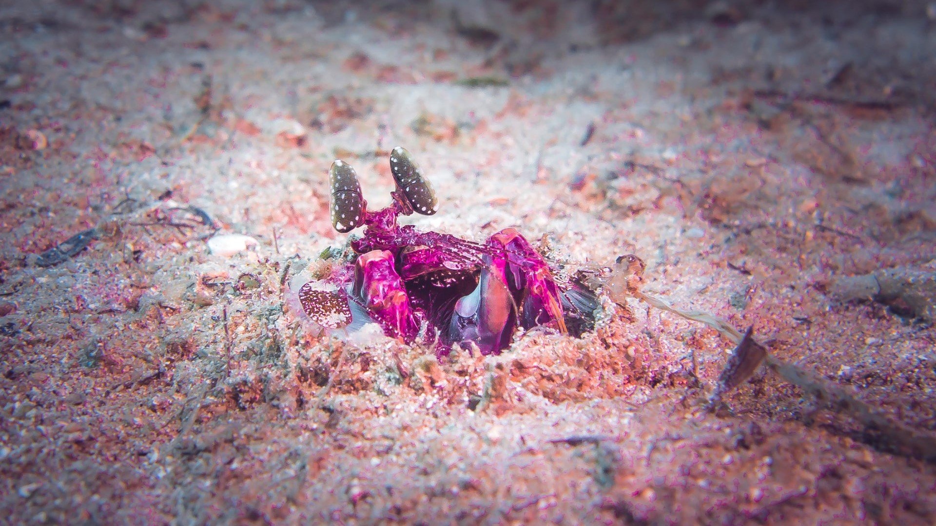 mantis shrimp diving gili islands