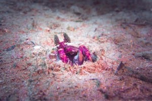 mantis shrimp diving gili islands