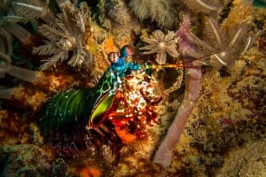 mantis shrimp in the open manta dive gili t