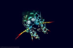 mantis shrimp night dive gili islands