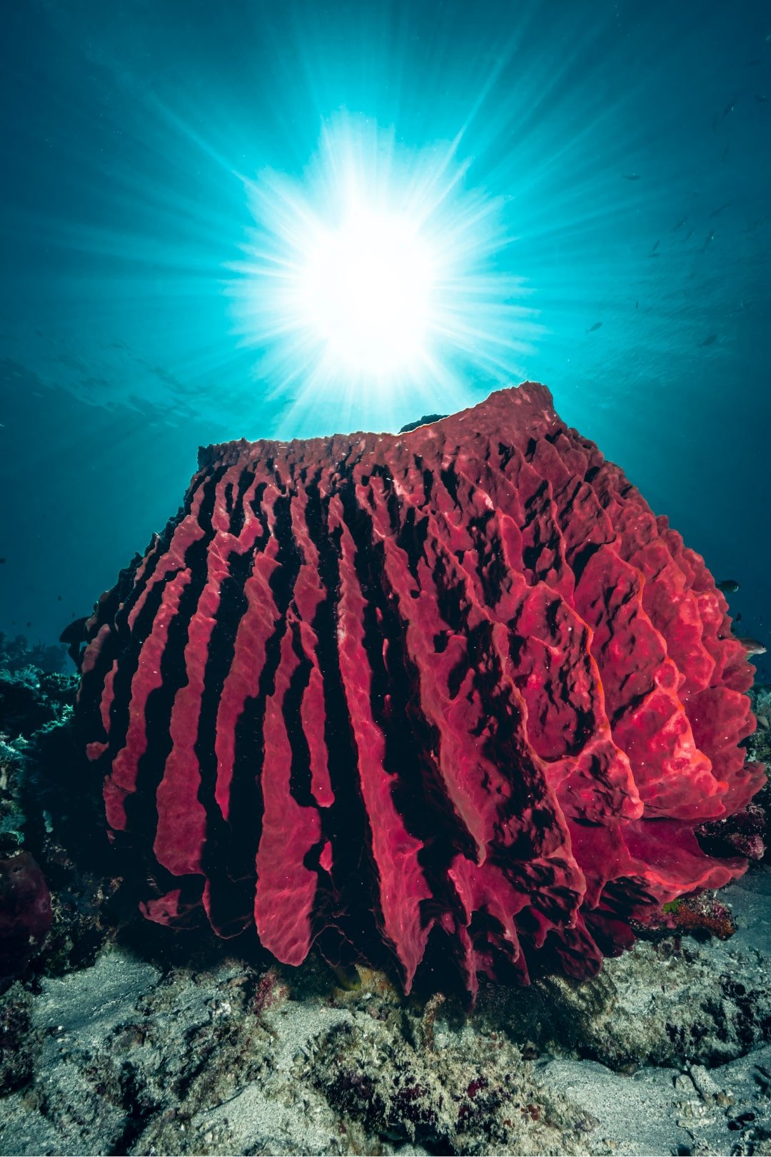 massive coral under sun diving gili islands