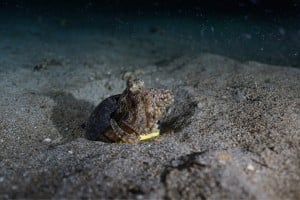 octopus hiding nightdive manta dive gili trawangan
