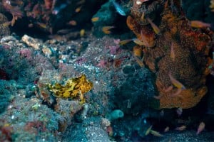 mini frogfish marine life diving photos manta dive