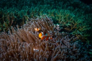 clownfish marine life diving photos manta dive gili t