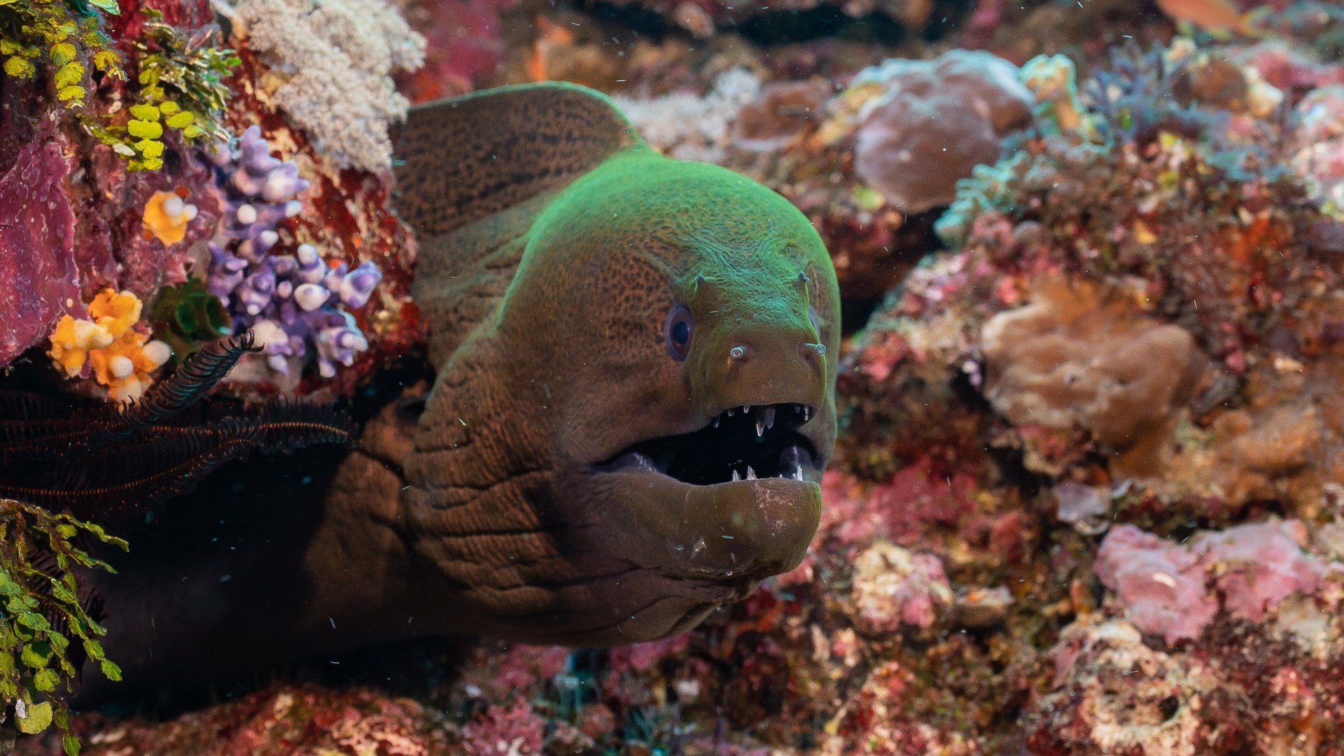 muray eel marine life diving photos gili islands