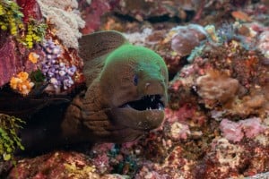 muray eel marine life diving photos gili islands