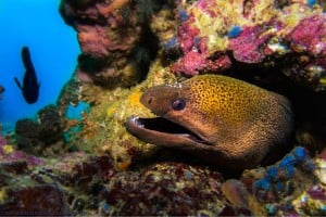 muray eel gili islands manta dive