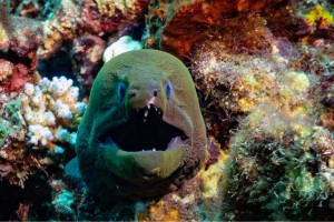 muray eel diving photos manta dive gili t
