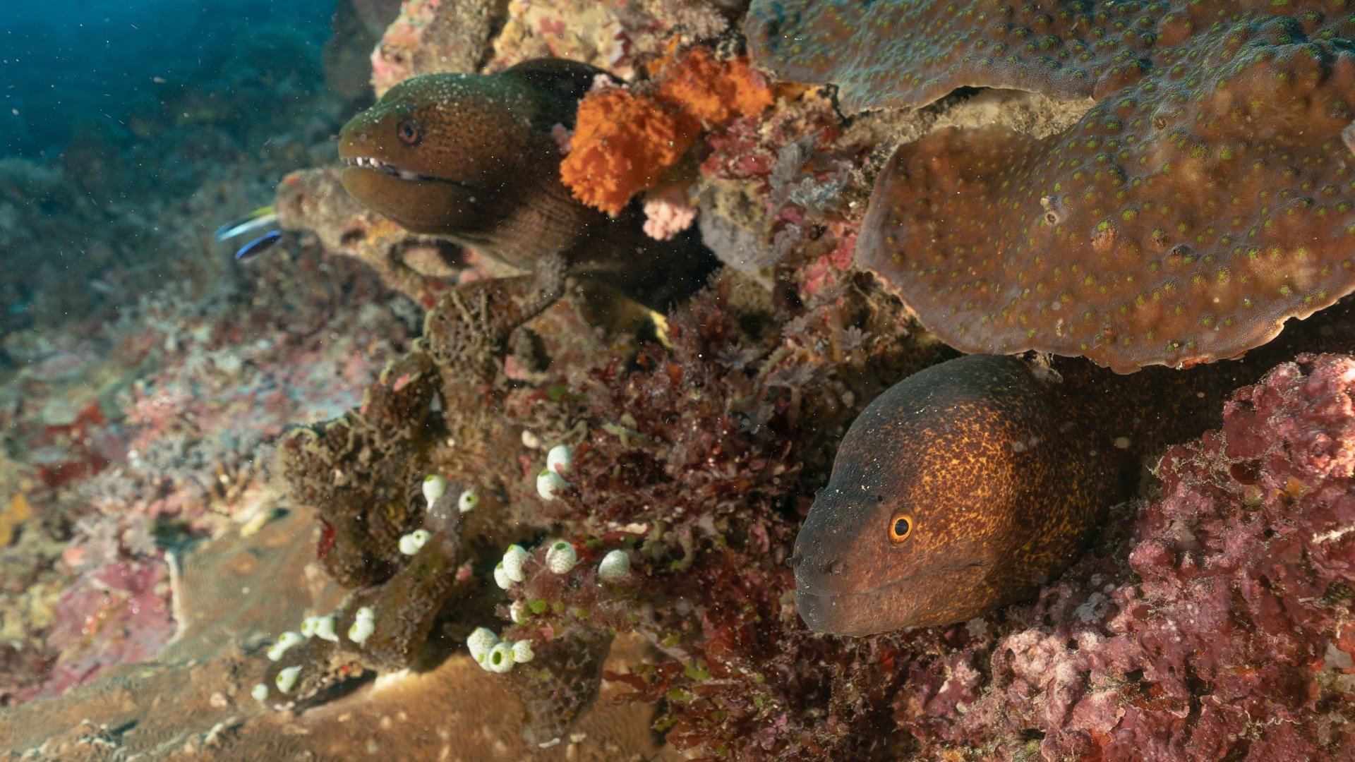 muray eels gili islands manta dive