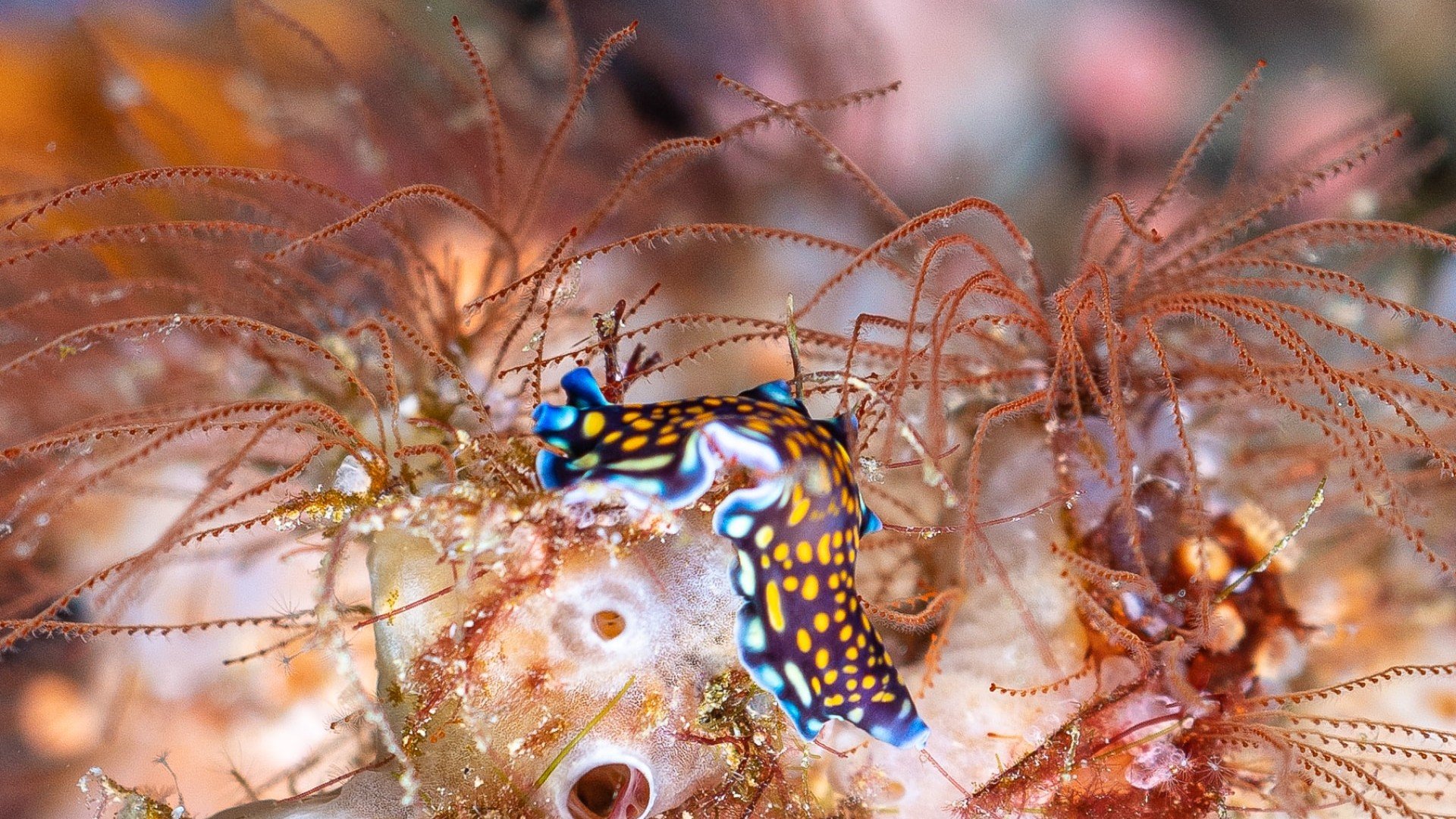 nudibranch on reef manta dive gili trawangan
