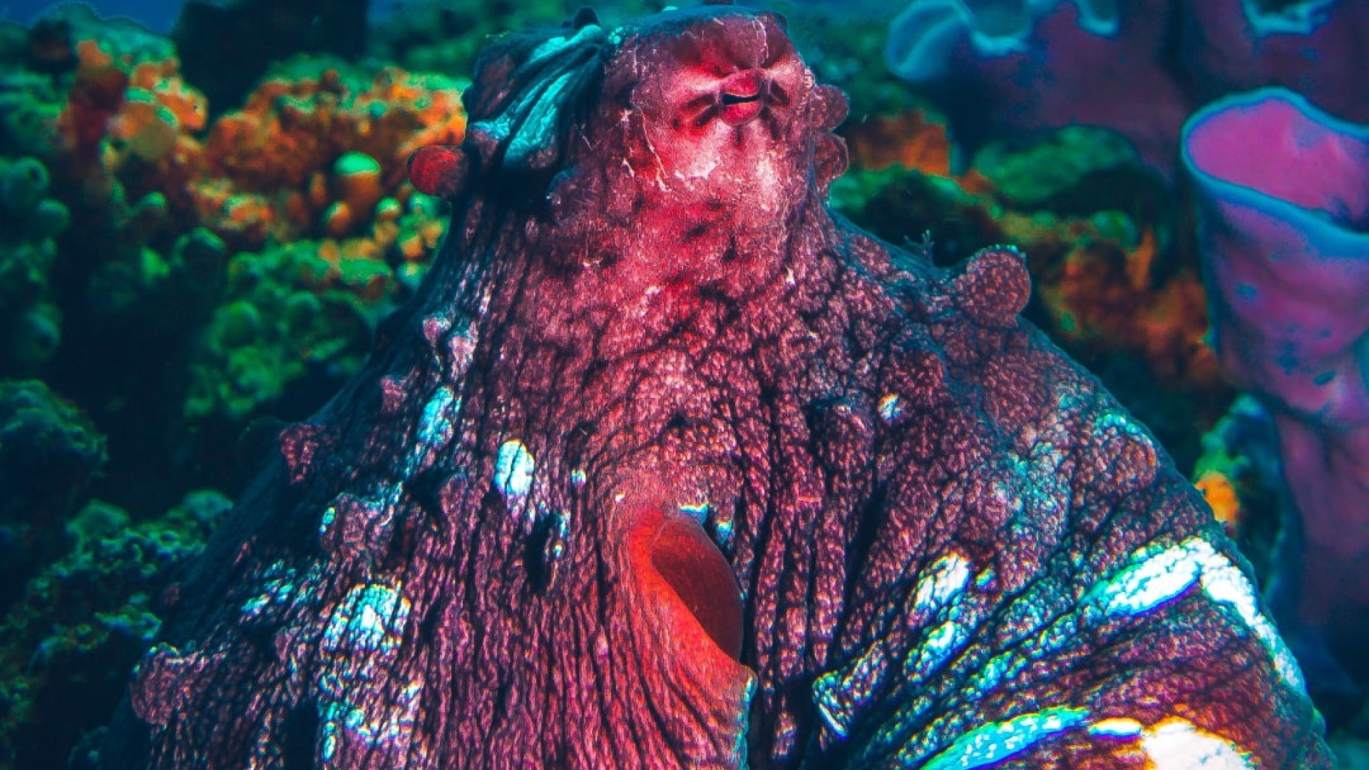 octopus diving gili islands manta dive gili trawangan