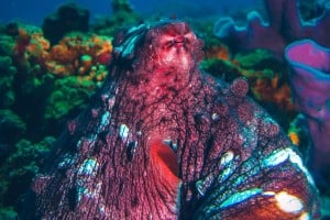 octopus diving gili islands manta dive gili trawangan