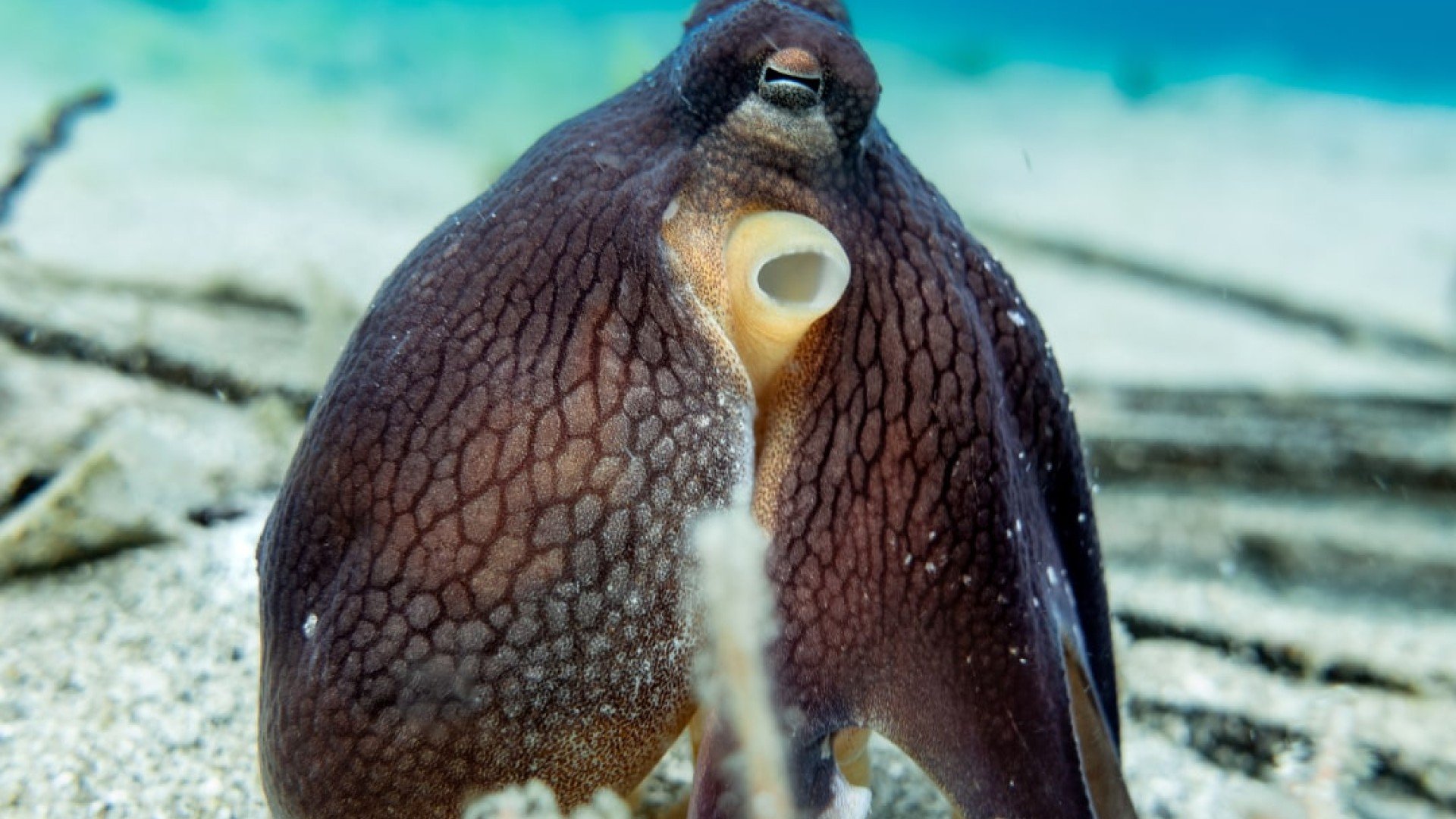 octopus in sand manta dive gili trawangan