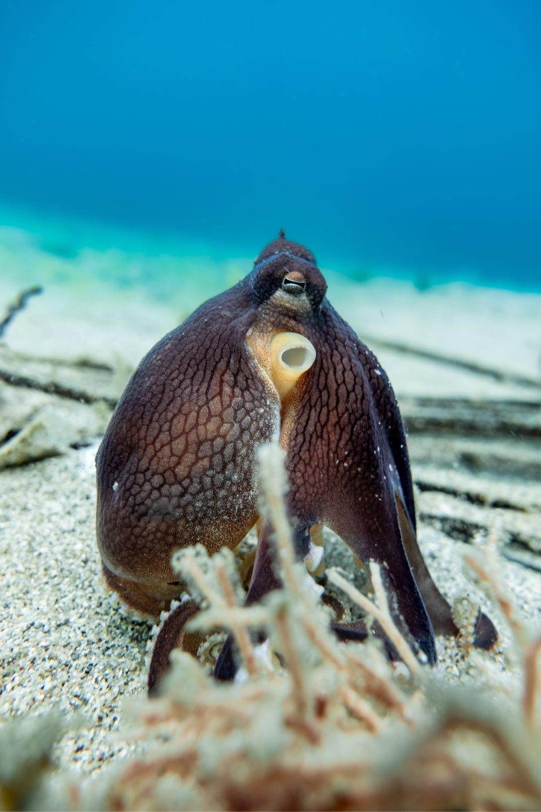 octopus in sand manta dive gili trawangan