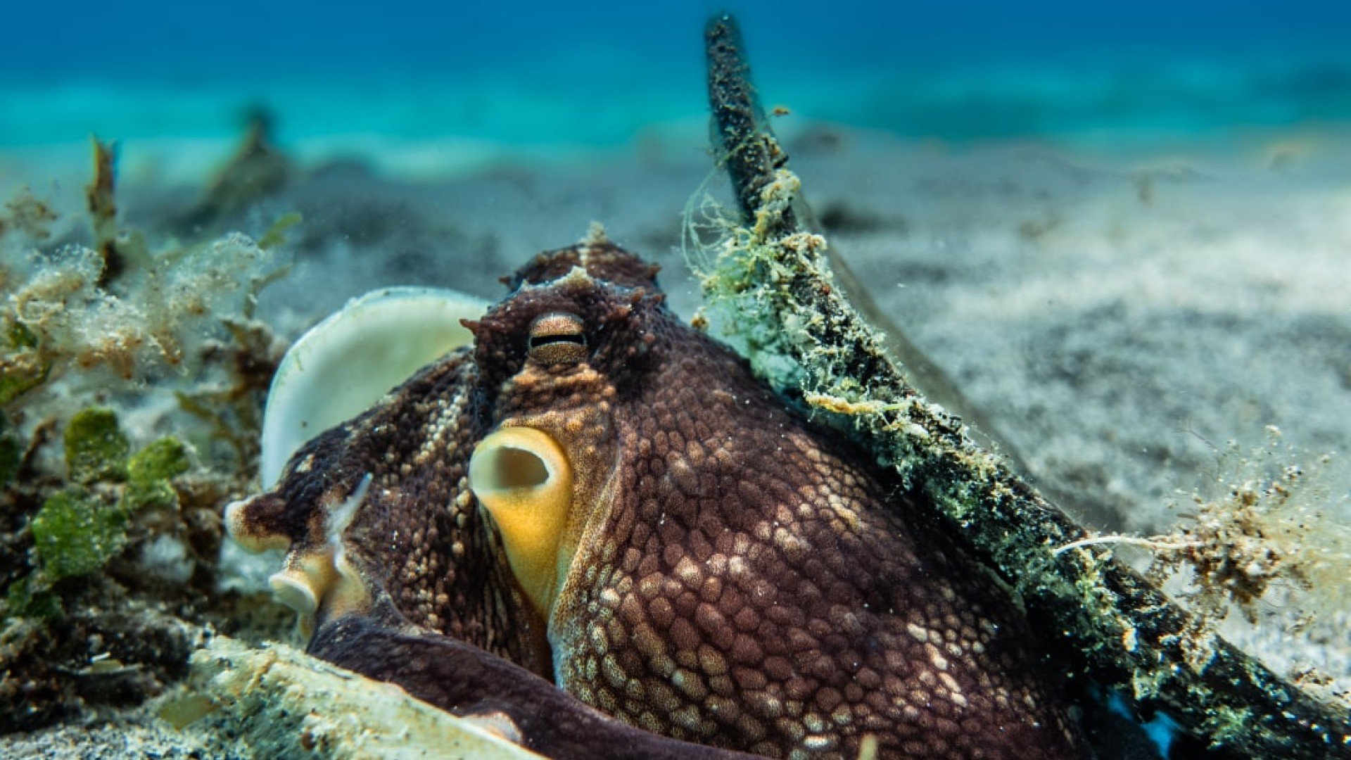 octopus in shell marine life diving photos