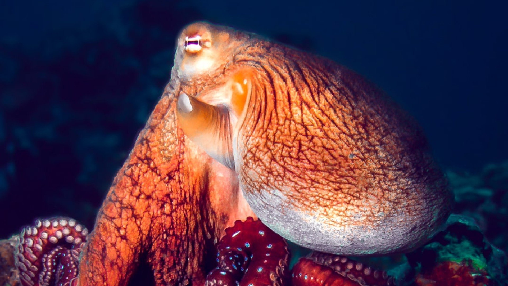 octopus diving gili islands