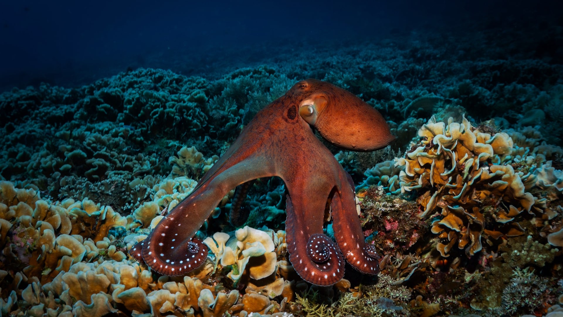 octopus stretching marine life diving photos manta dive