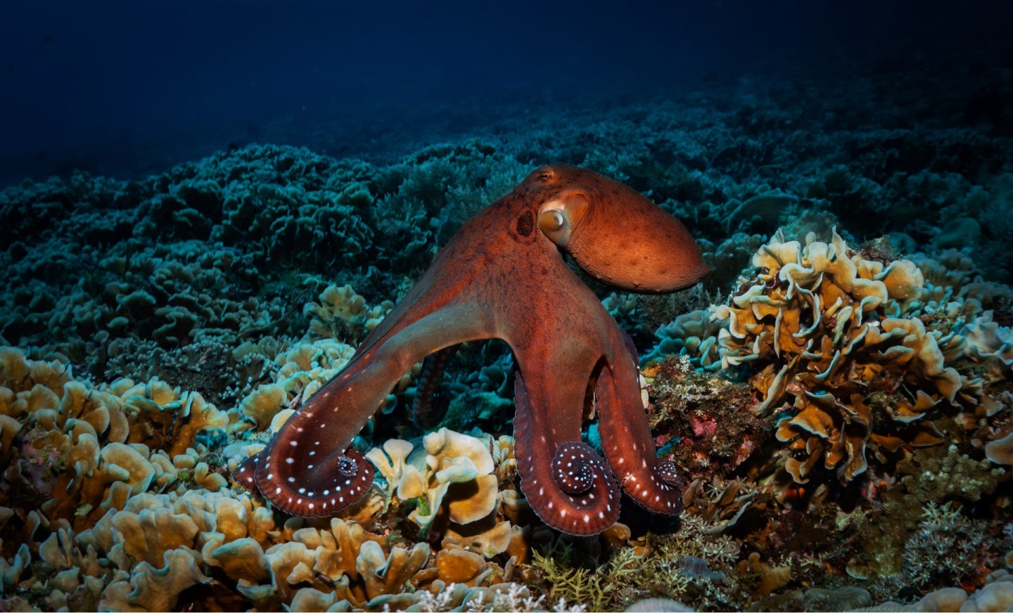 octopus stretching marine life diving photos manta dive