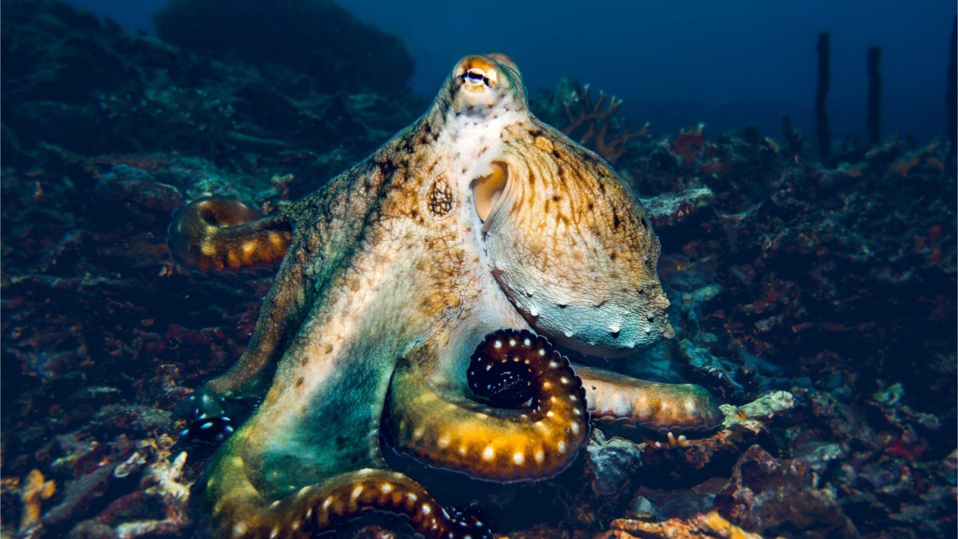 octopus wandering around diving gili islands