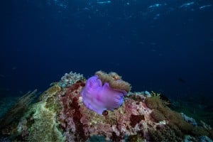 purple coral manta dive gili trawangan