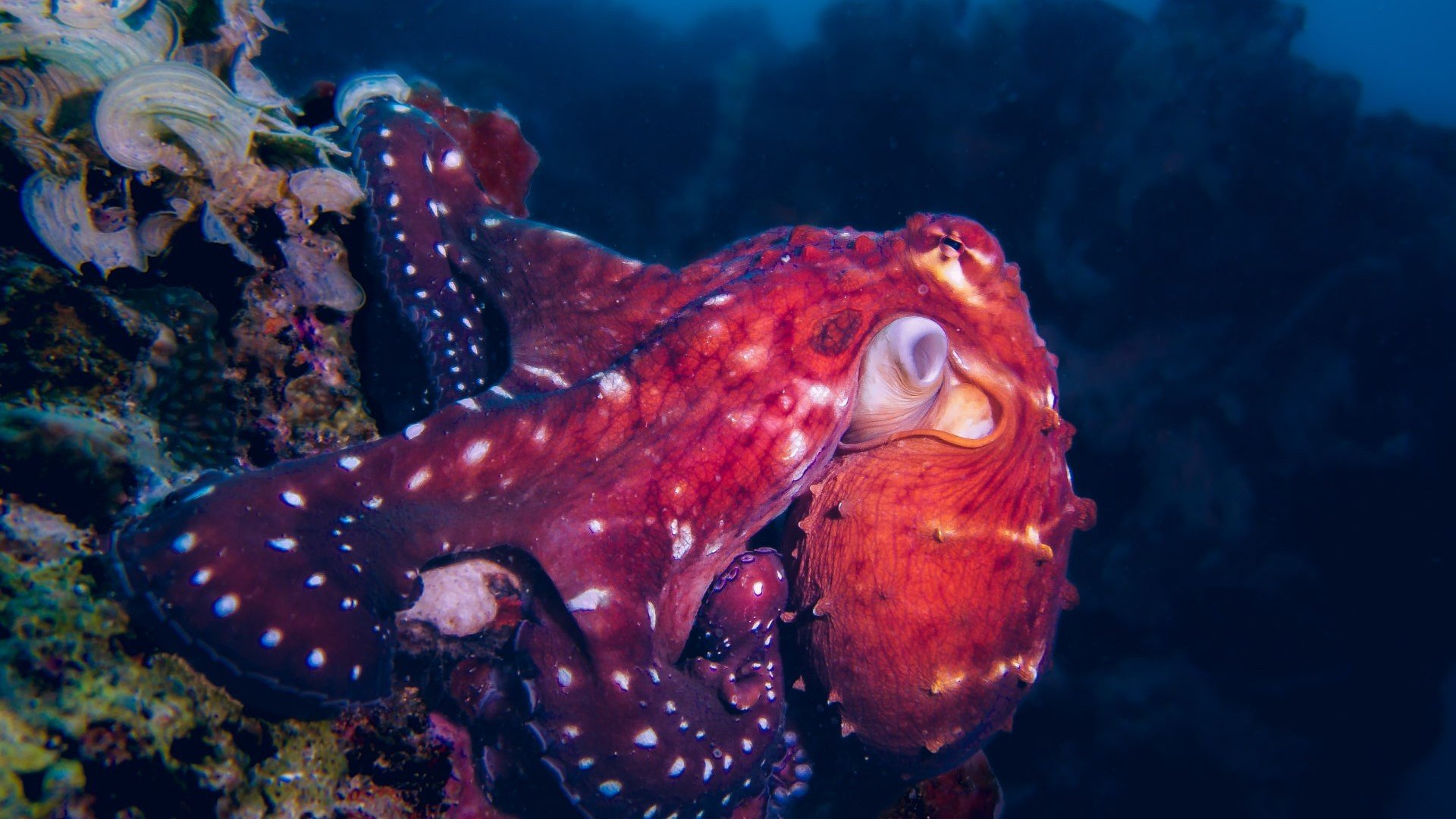 red octopus manta dive gili trawangan