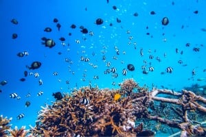 school of banner fish diving gili islands