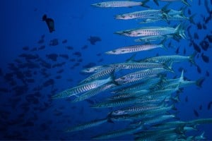 schooling barracudas marine life diving photos gili t