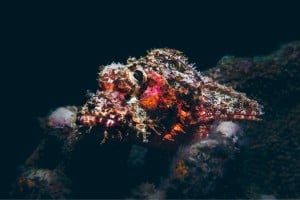 scorpionfish dive gili trawangan