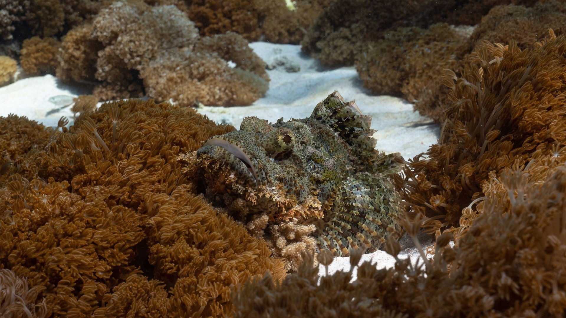 scorpionfish marine life diving photos gili islands