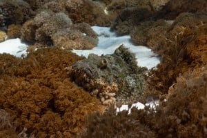 scorpionfish marine life diving photos gili islands