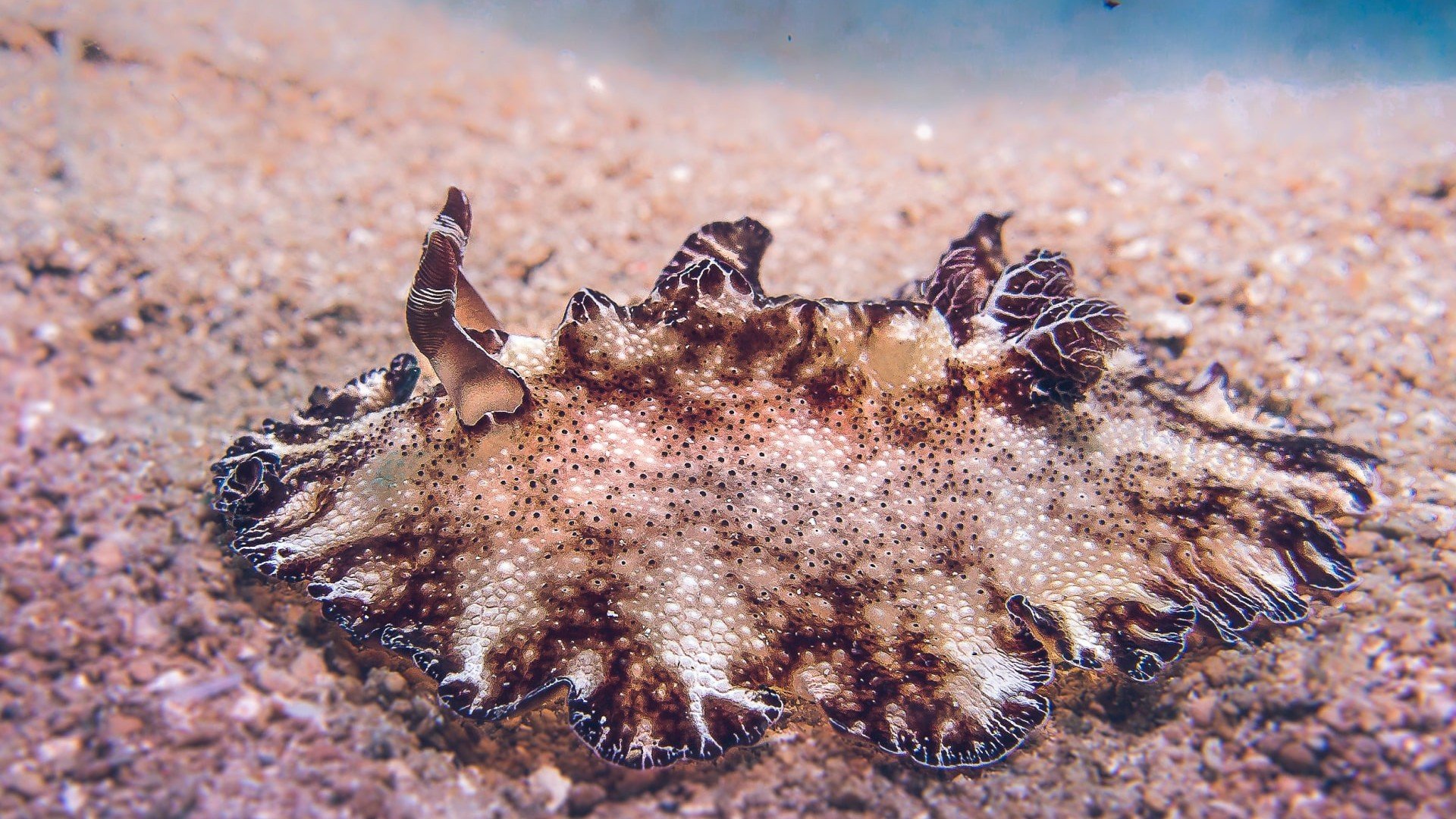 seaslug on the bottom manta dive gili islands