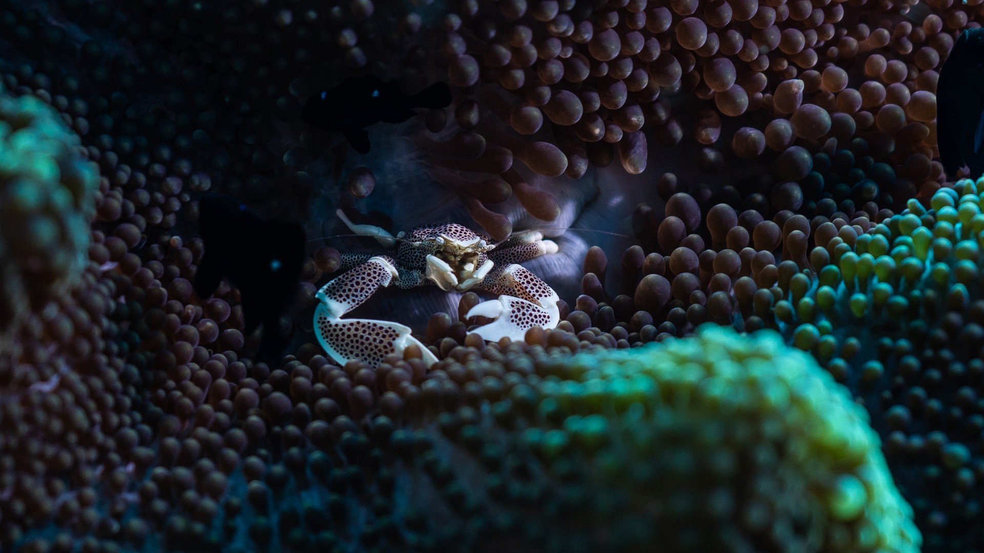small crab on corals gili islands