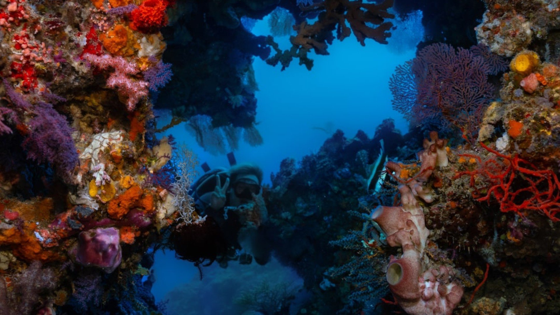 swimthrough coral manta dive gili trawangan