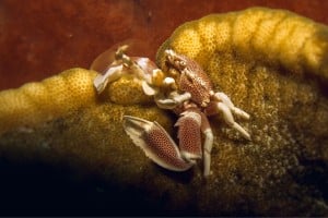 tiny crab on guard diving gili islands