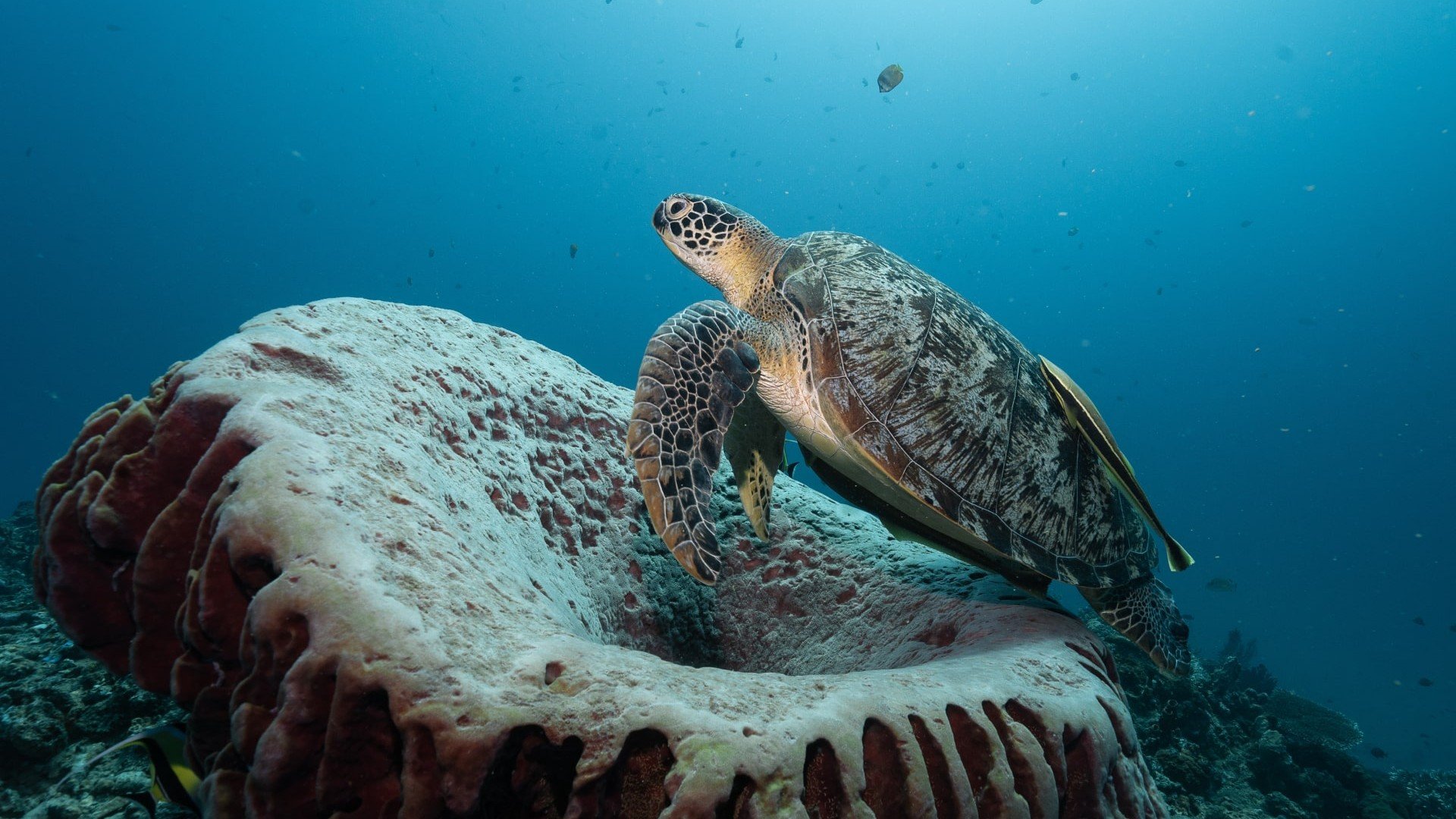 turtle and coral diving gili islands manta dive