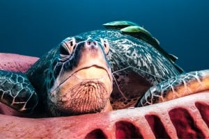 turtle and raymoras diving gili islands manta dive