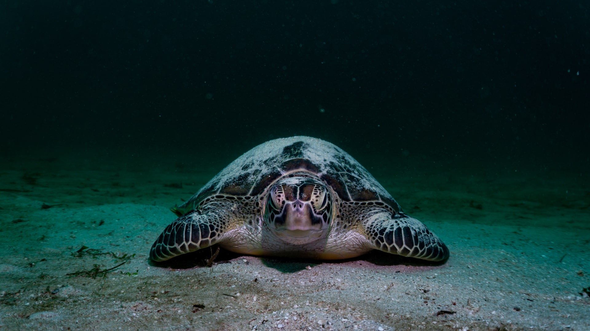 turtle covered in sand manta dive gili trawangan