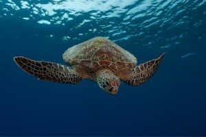 turtle descending diving photos manta dive gili t