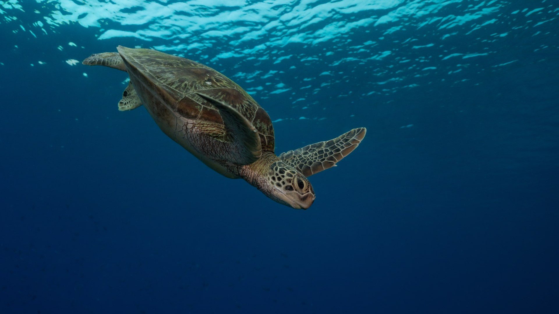 turtle descending diving manta dive gili islands