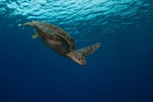 turtle descending diving manta dive gili islands