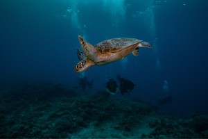 turtle descending manta dive gili trawangan