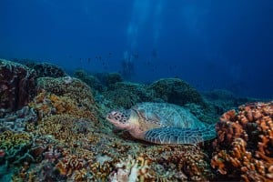 turtle disturbed manta dive gili trawangan